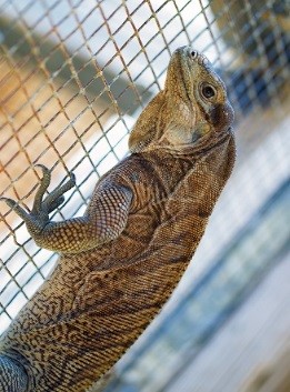 Anegada-Rock-Iguana-Head-Start-Facility3.jpg