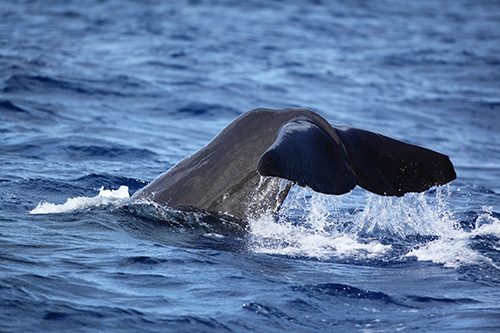 Whale-Watching3.jpg