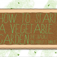 How to Start a Vegetable Garden - The Basics